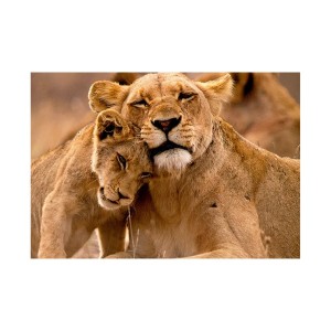 Quebra-cabeça Puzzle Progressivo Animais e seus filhotes - Grow